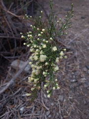 Baccharis paniculata