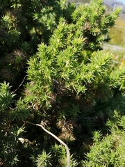 Aspalathus chenopoda