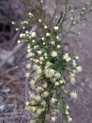 Baccharis paniculata