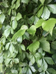 Parthenocissus quinquefolia