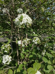 Viburnaceae
