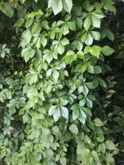 Parthenocissus quinquefolia