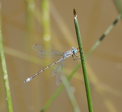 Lestes stultus