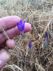 Brodiaea terrestris kernensis