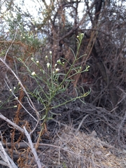 Baccharis paniculata