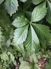 Parthenocissus quinquefolia