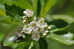 Crataegus gaylussacia