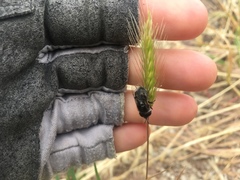 Copestylum marginatum