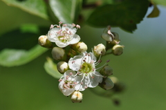 Crataegus gaylussacia
