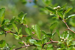 Crataegus gaylussacia