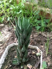 Haworthia