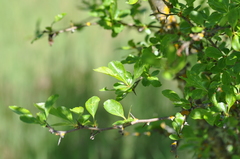 Crataegus gaylussacia