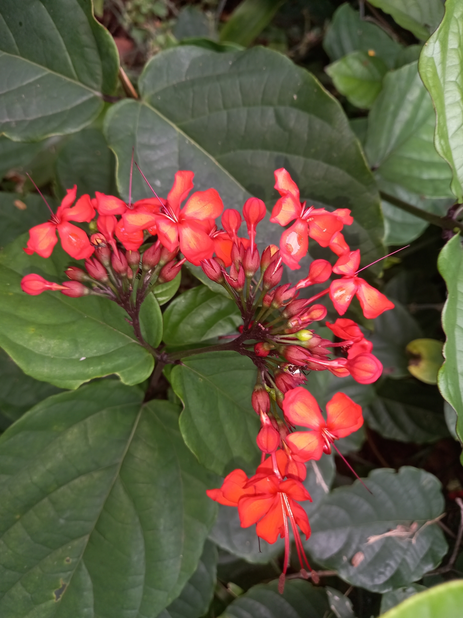 Imagem de Florzinha-de-fogo
