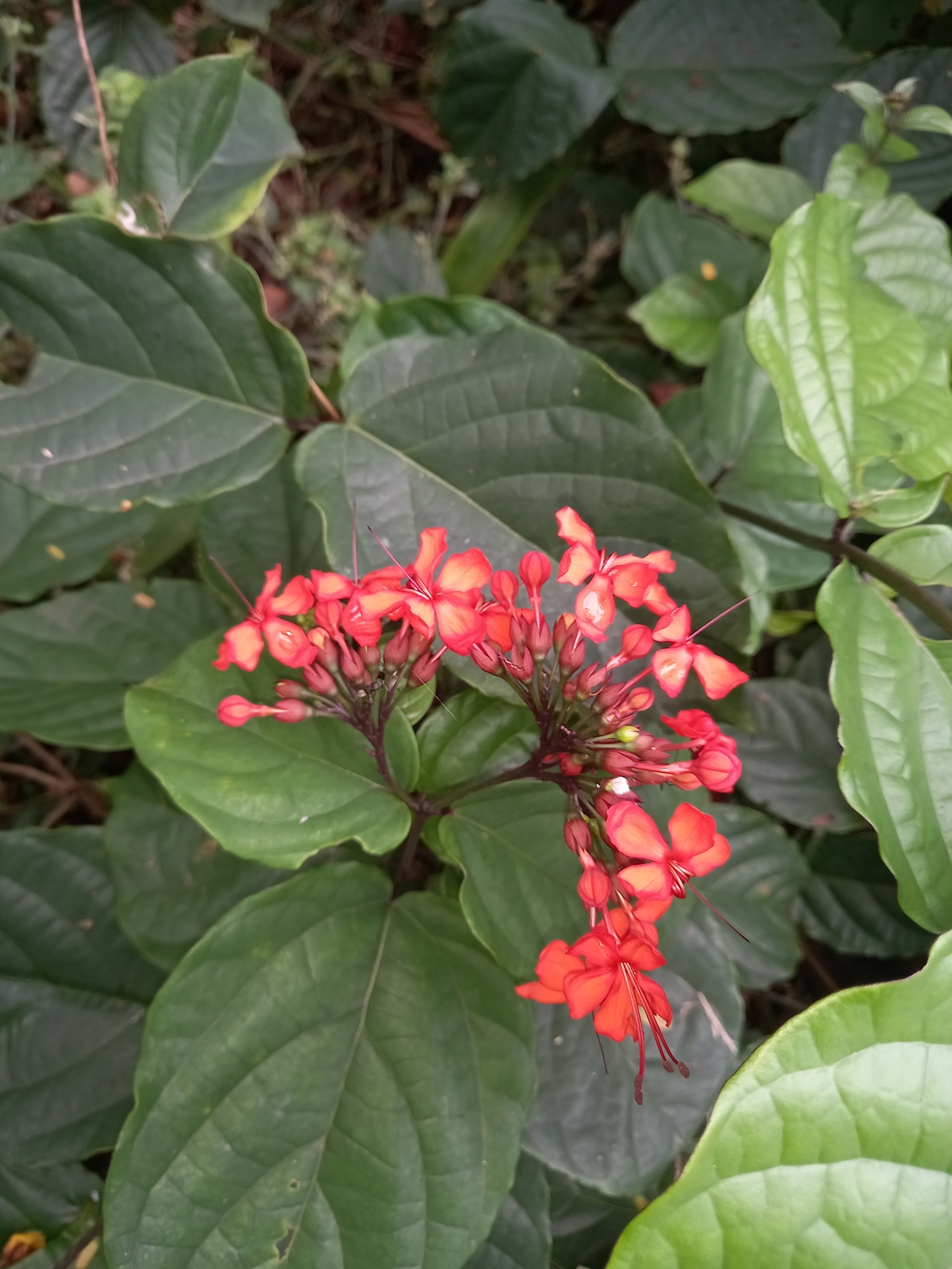 Imagem de Florzinha-de-fogo