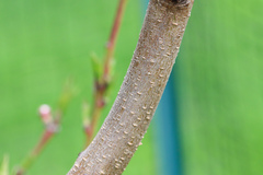 Prunus persica nucipersica
