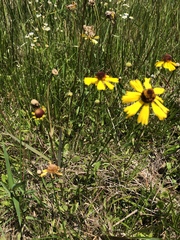 Helenium brevifolium