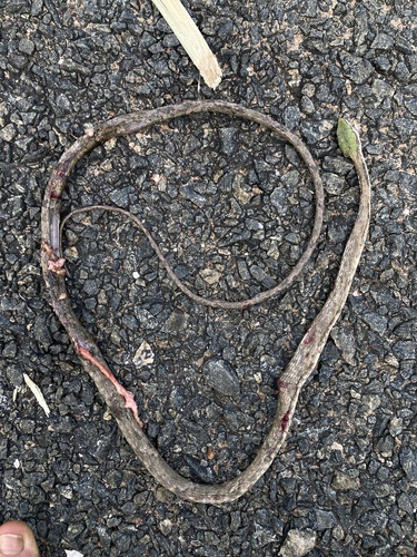 Eastern Twig Snake