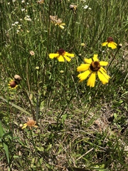 Helenium brevifolium