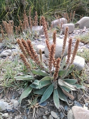 Plantago orbignyana