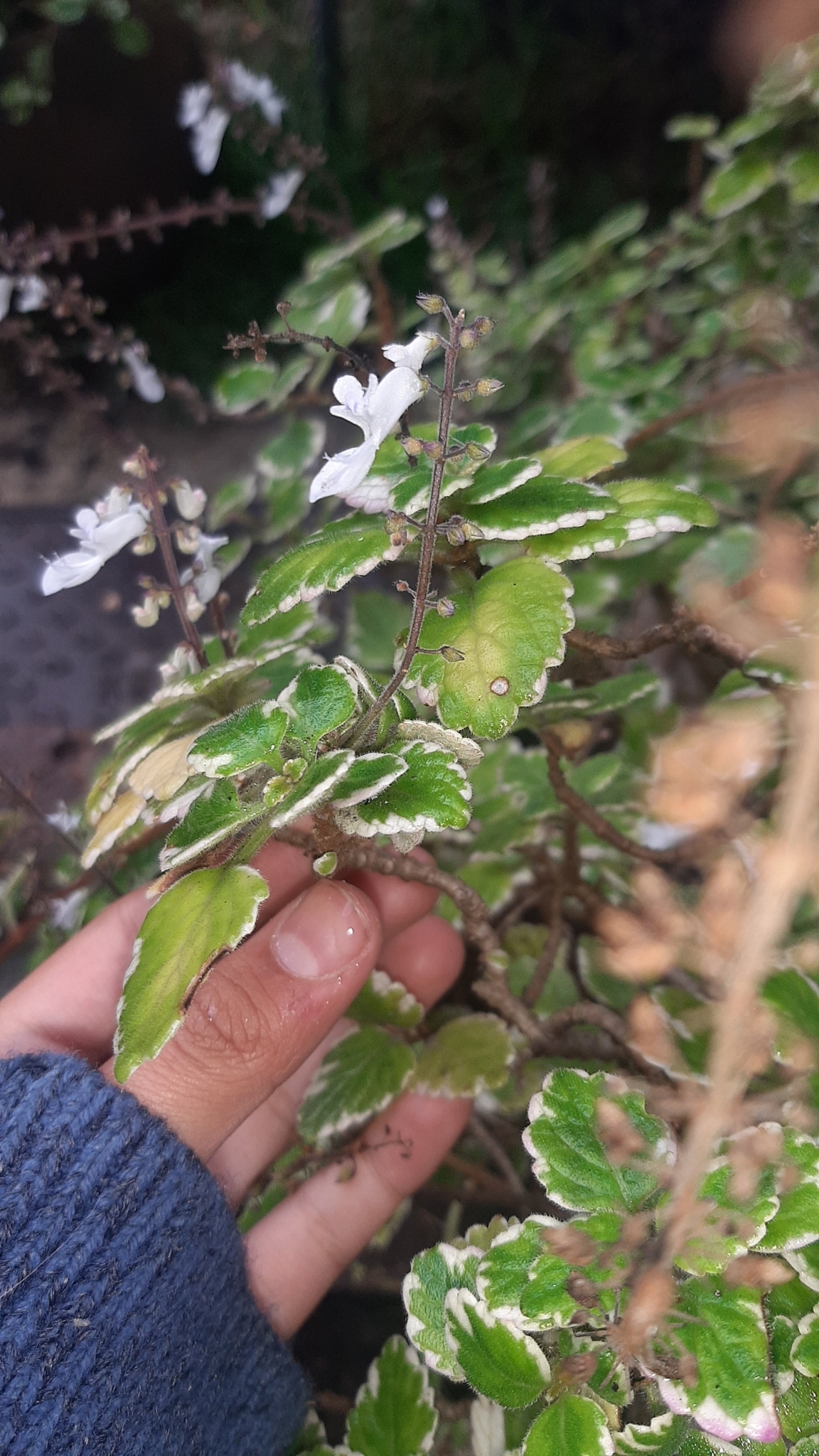 Imagem de Hortelã Variegata