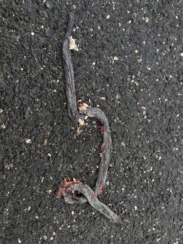 Common Purple-glossed Snake