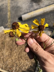 Helenium brevifolium