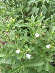 Stevia rebaudiana
