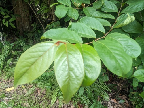 Erycibe tomentosa observed 2024-04-27