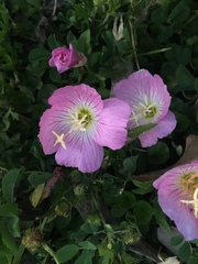 Oenothera speciosa