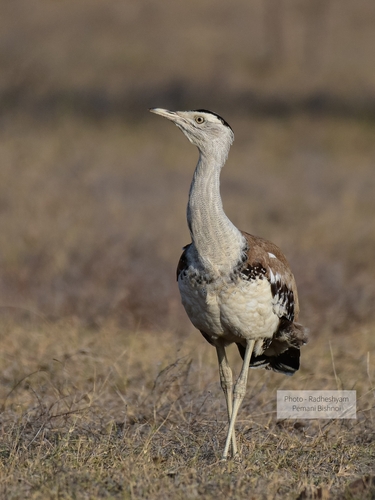 Great Indian Bustard