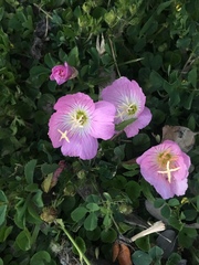 Oenothera speciosa