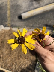 Helenium brevifolium