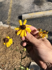Helenium brevifolium