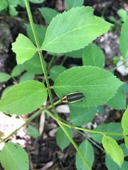 Pyractomena angulata