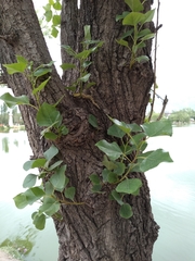 Populus mexicana