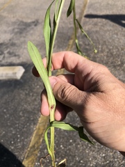 Helenium brevifolium