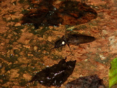 Pyrophorus