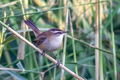 Carricerín real (Acrocephalus melanopogon)