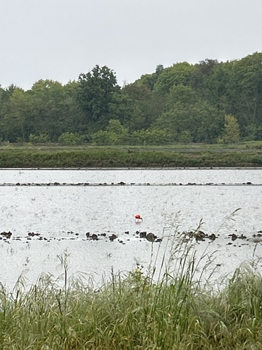Ibis rouge