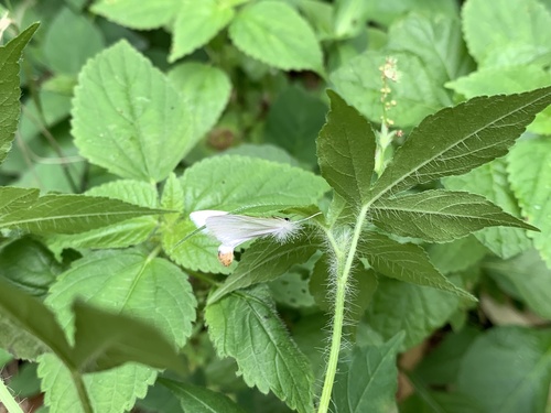 Rupela albina