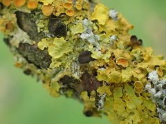 Xanthoriicola physciae