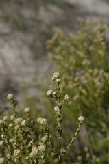 Phylica cephalantha