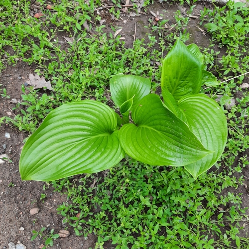 Foto de Lírio de banana