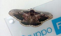 Saturnia pyri