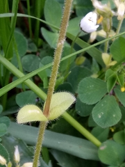 Cerastium glomeratum image