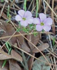 Oxalis bifida