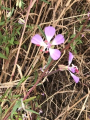 Clarkia delicata