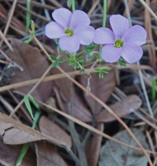 Oxalis bifida