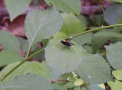 Chrysopilus thoracicus