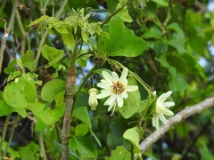 Passiflora yucatanensis